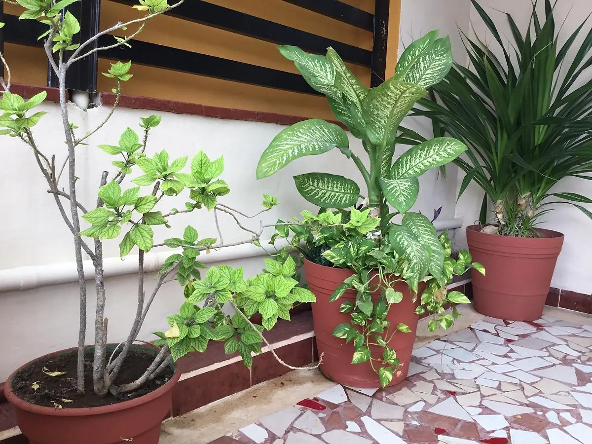 פלאייה דל כרמן Hotel Pension San Juan